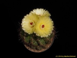 Notocactus ottonis 1123